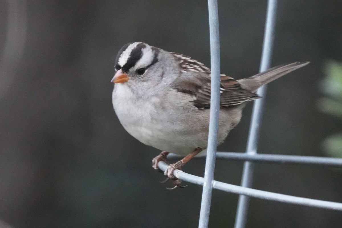 Porsuk Serçesi (gambelii) - ML646679173