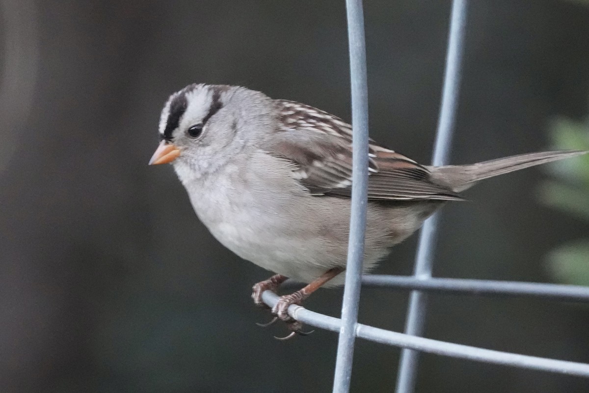 Porsuk Serçesi (gambelii) - ML646679174