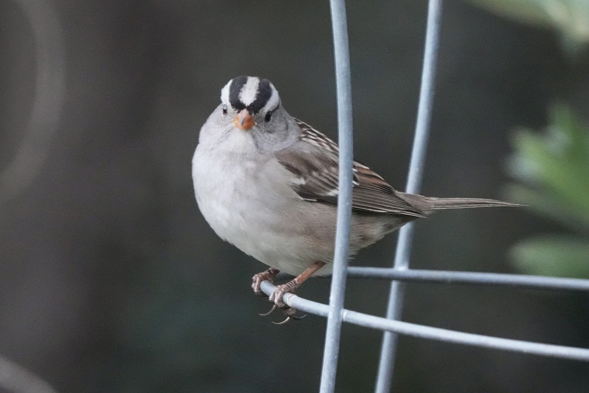 Porsuk Serçesi (gambelii) - ML646679175