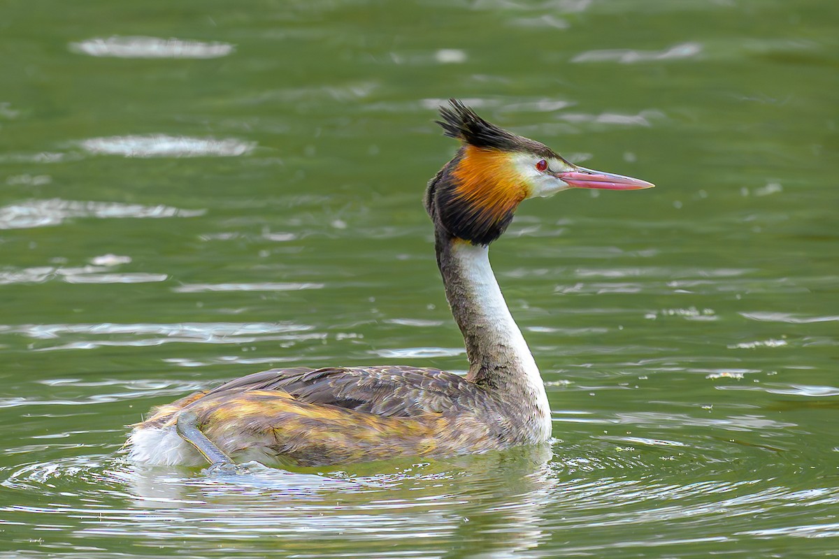 Great Crested Grebe - ML646679176