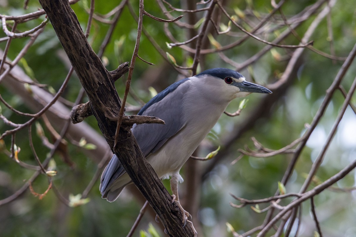 Black-crowned Night Heron - ML646679177