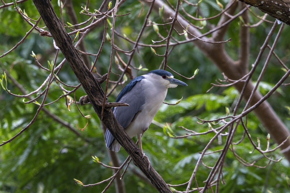 Black-crowned Night Heron - ML646679178