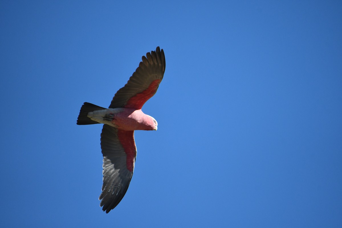 Galah - ML646679179