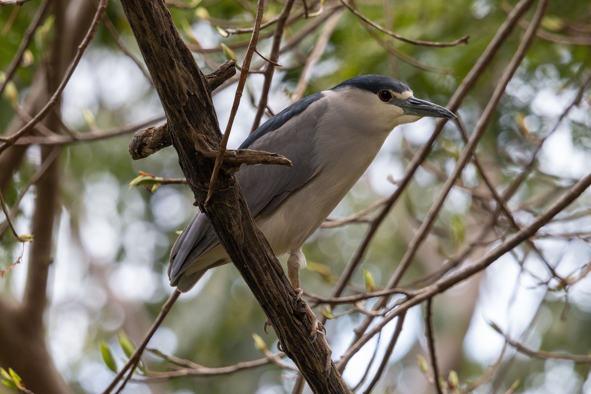 Black-crowned Night Heron - ML646679180