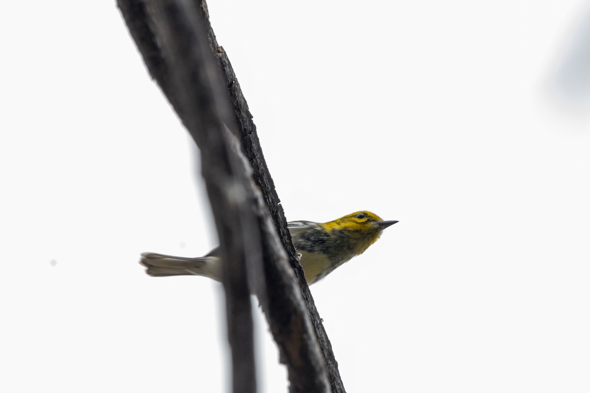 Black-throated Green Warbler - ML646679182