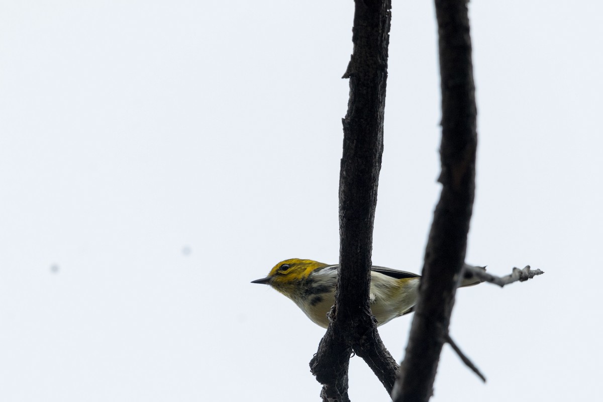Paruline à gorge noire - ML646679183
