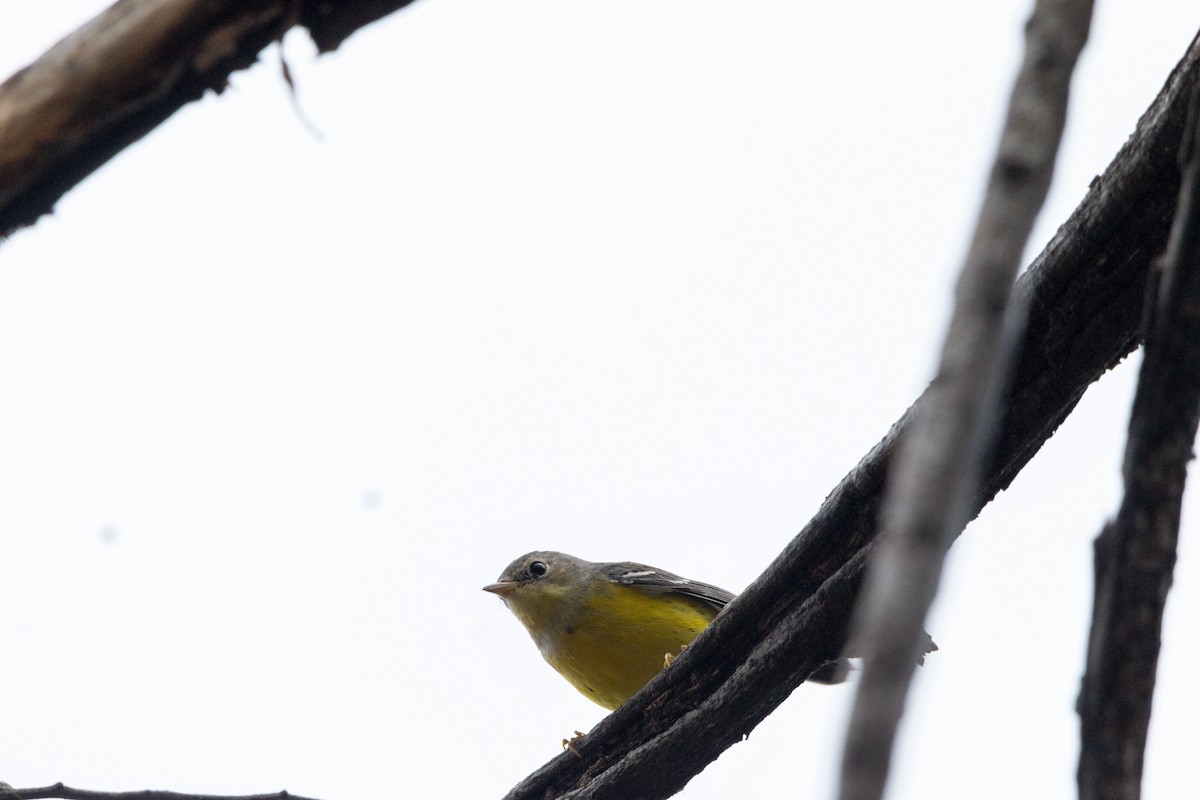 Magnolia Warbler - ML646679186