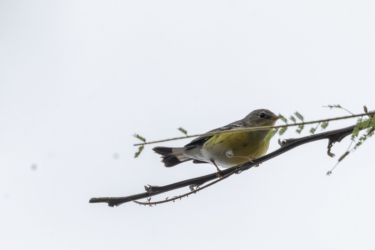 Magnolia Warbler - ML646679187