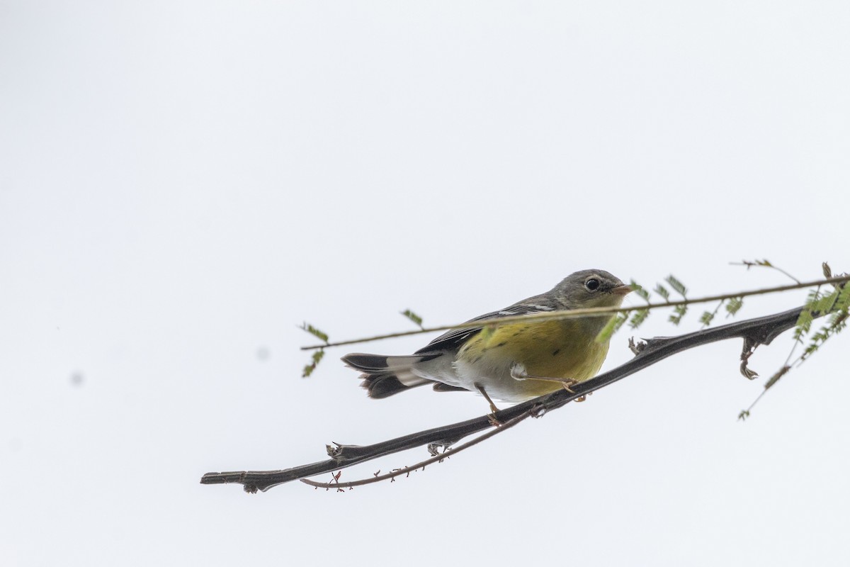 Magnolia Warbler - ML646679188