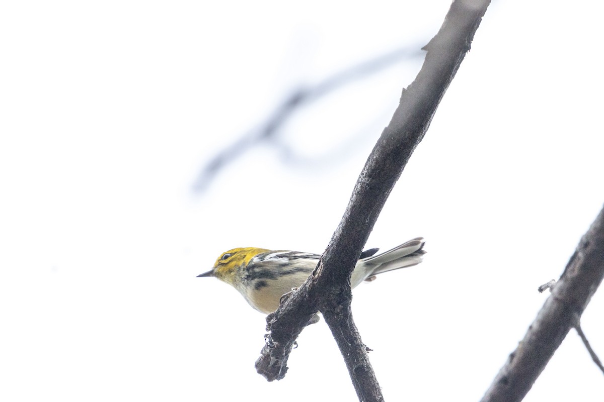 Paruline à gorge noire - ML646679190