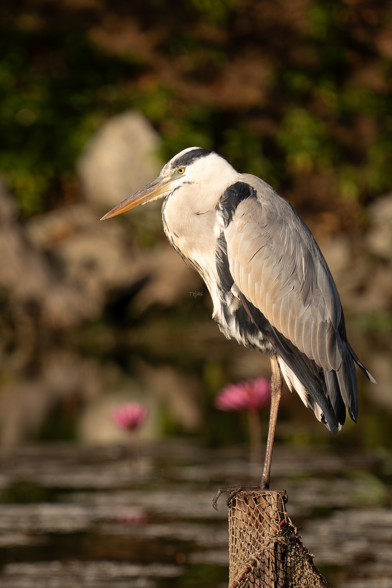 Héron cendré - ML646679192