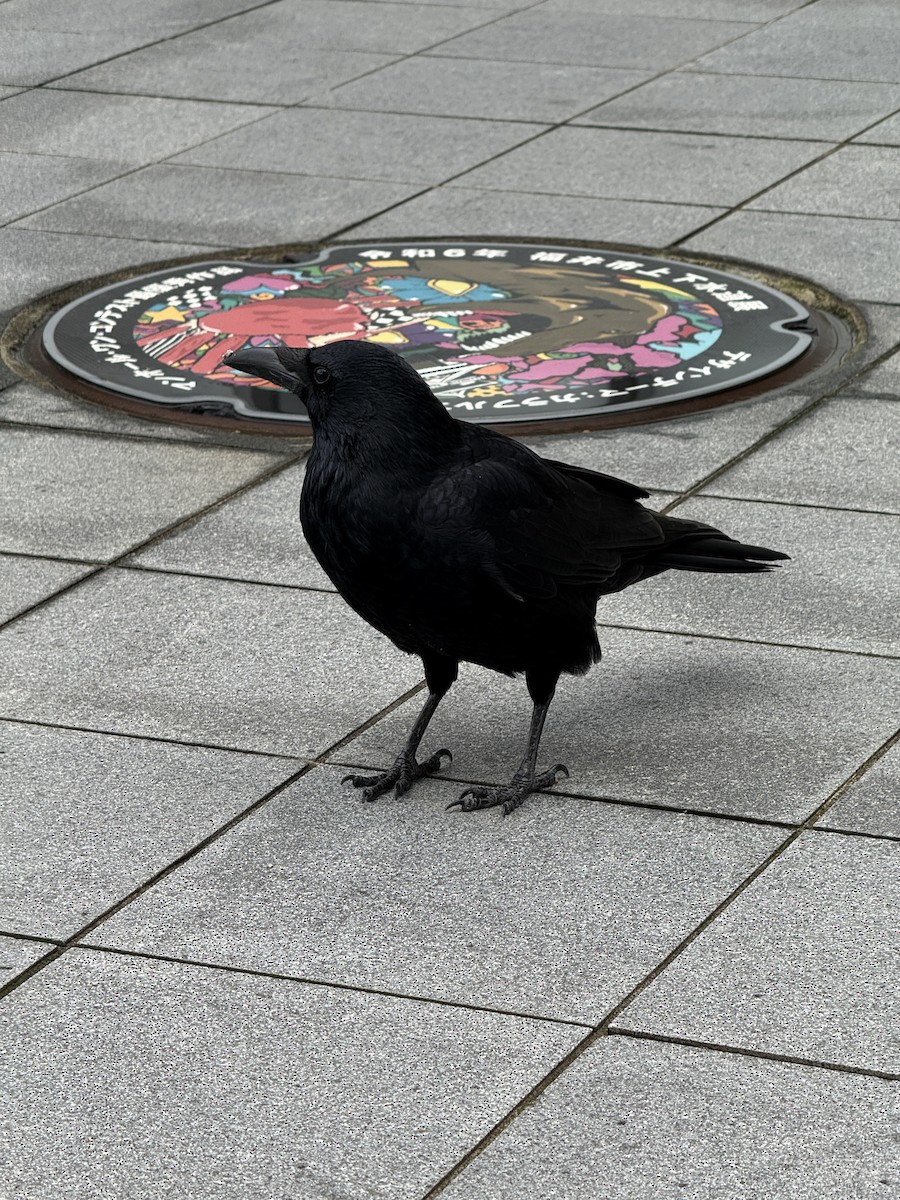 Corneille noire - ML646679193