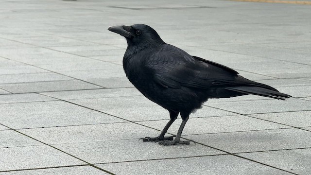 Kara Leş Kargası - ML646679194