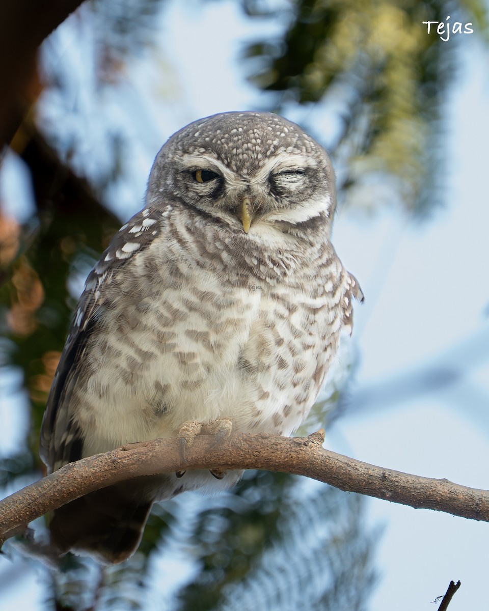 Chevêche brame - ML646679195