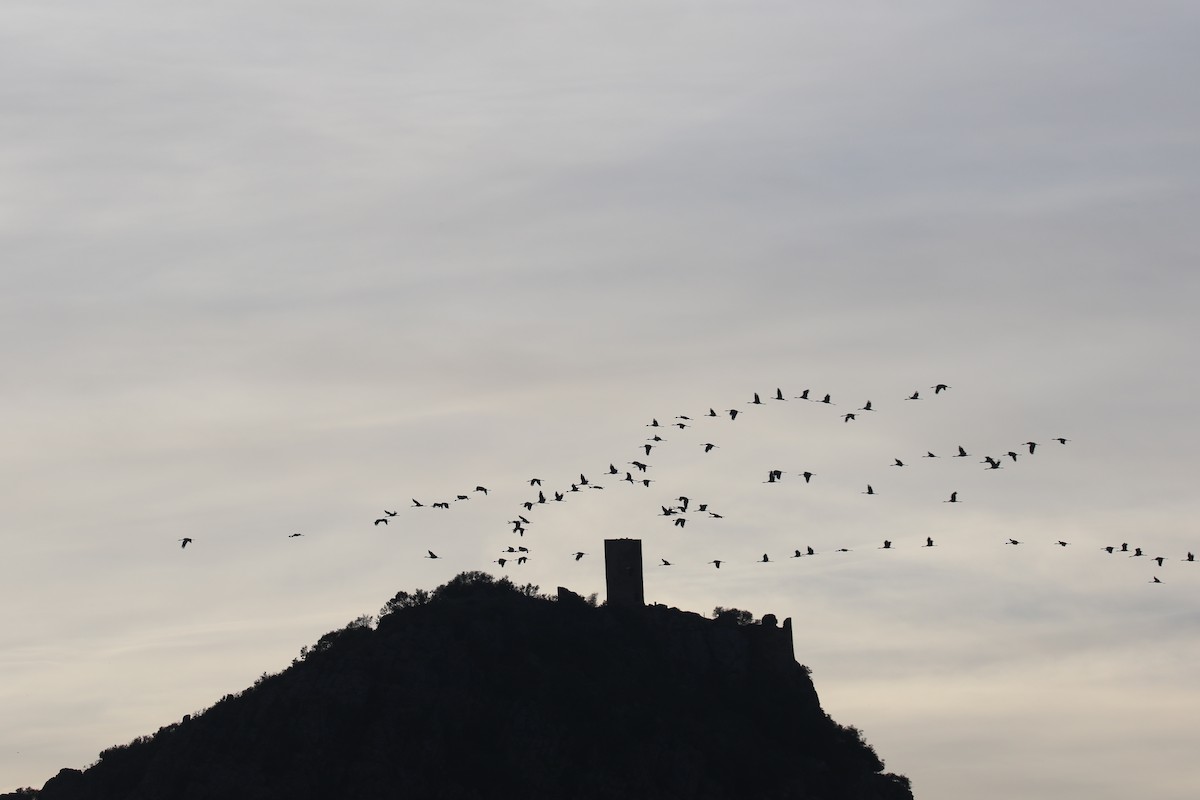 Grue cendrée - ML646679196