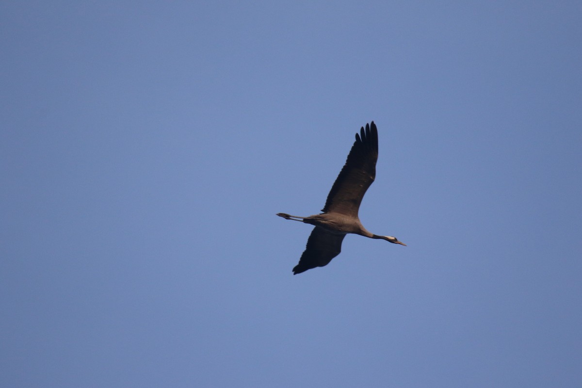 Grue cendrée - ML646679197