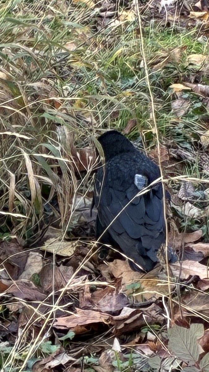 Corneille noire (corone) - ML646679198