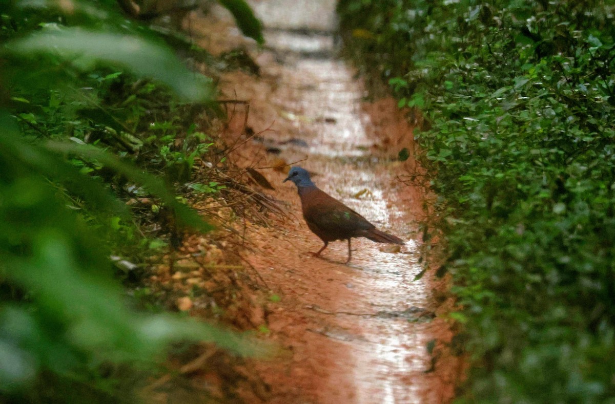 Tourtelette demoiselle - ML646679199