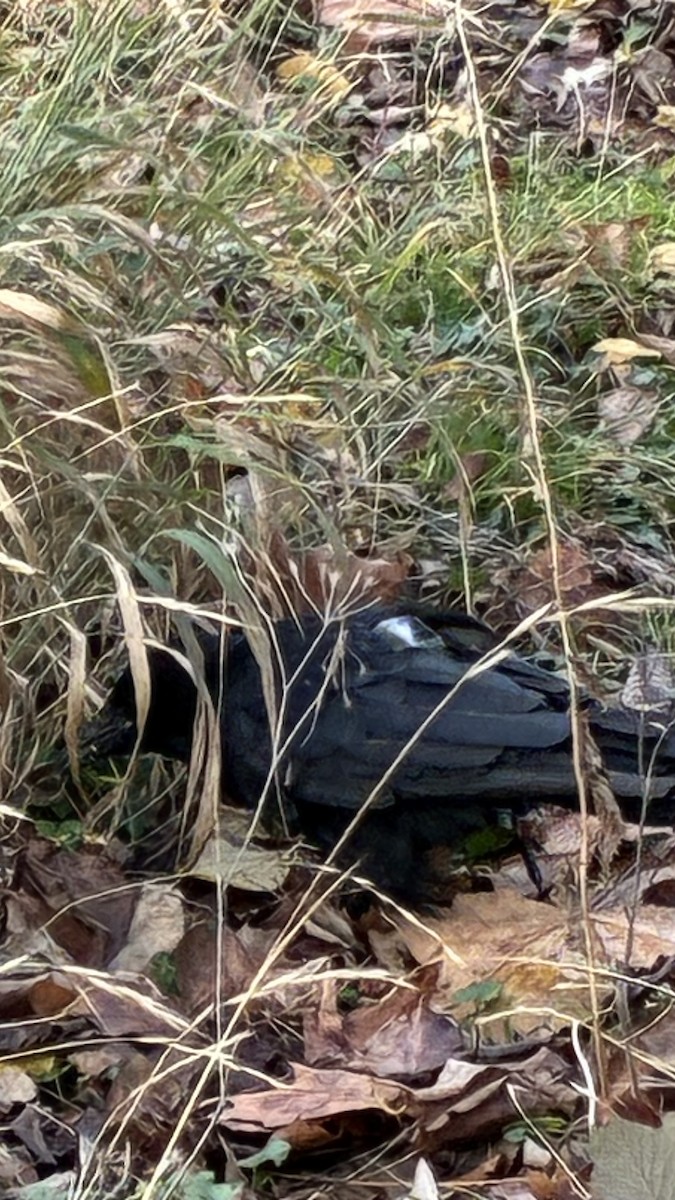 Corneille noire (corone) - ML646679200