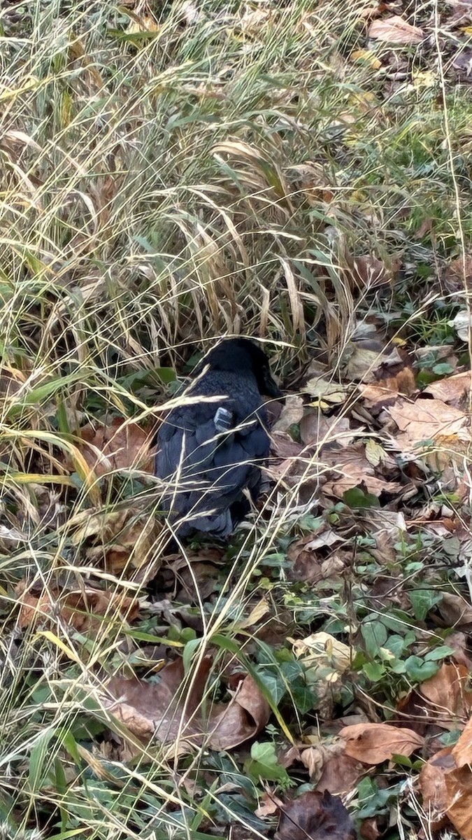 Corneille noire (corone) - ML646679201