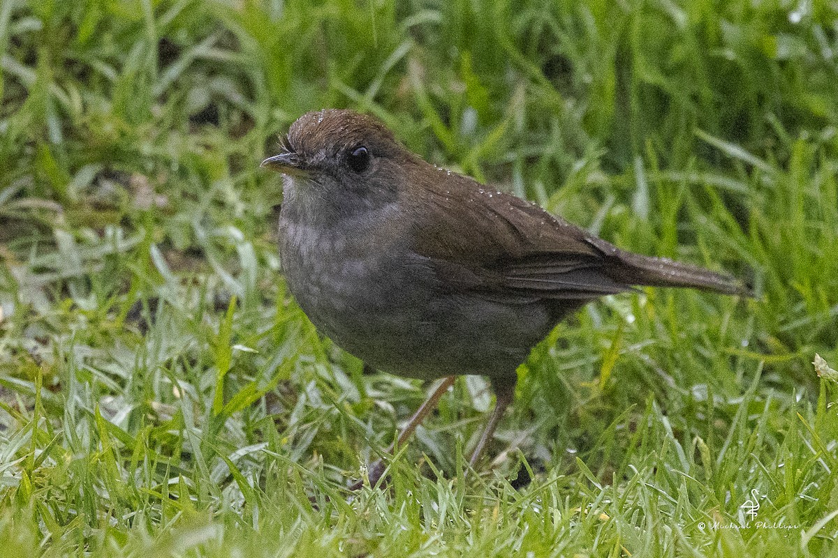 Grive à calotte rousse - ML646679203