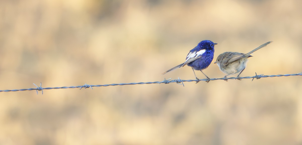 Mérion leucoptère (leuconotus) - ML646679204