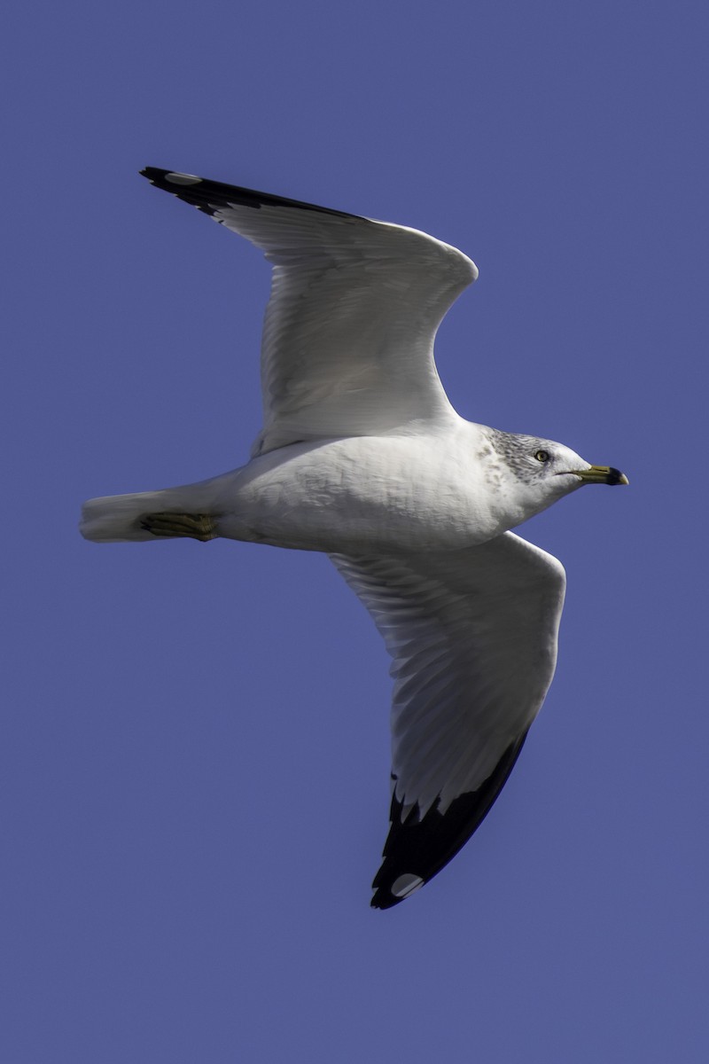 Goéland à bec cerclé - ML646679205