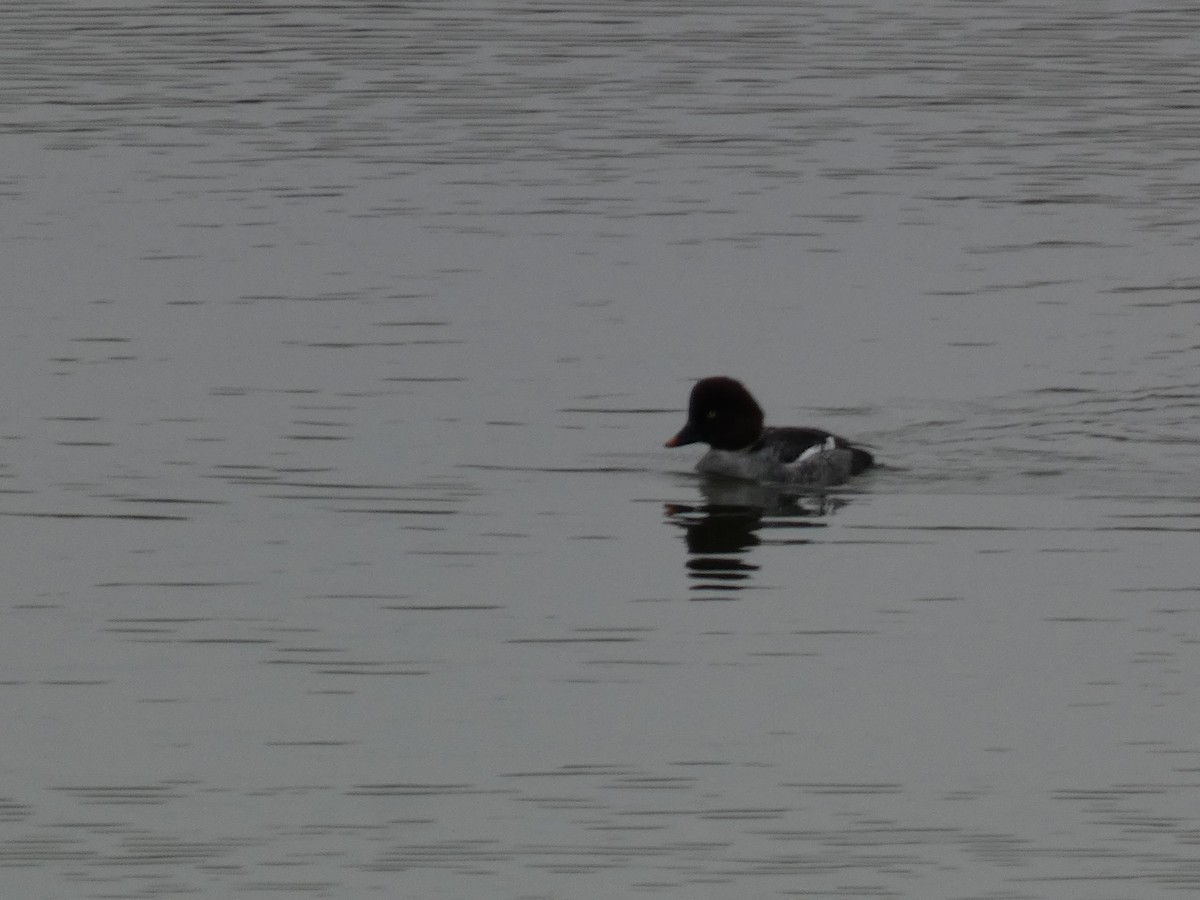 Garrot à oeil d'or - ML646679206