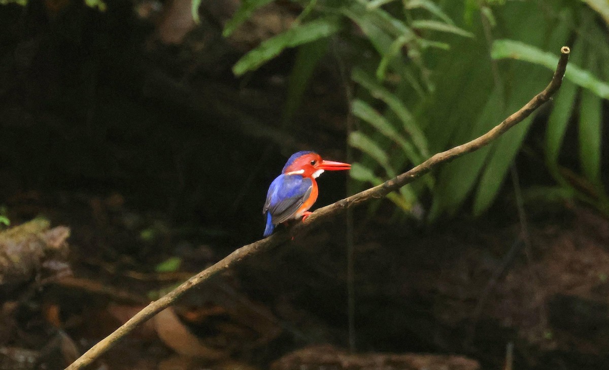 Martin-pêcheur à ventre blanc - ML646679207