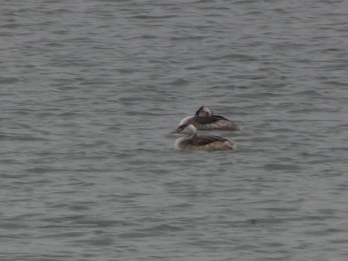 Grèbe huppé - ML646679208