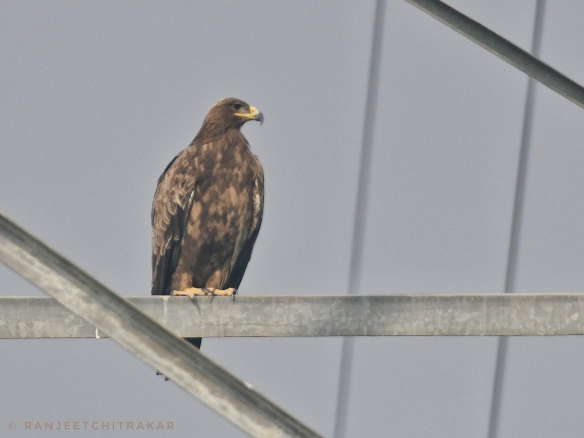 Aigle des steppes - ML646679209