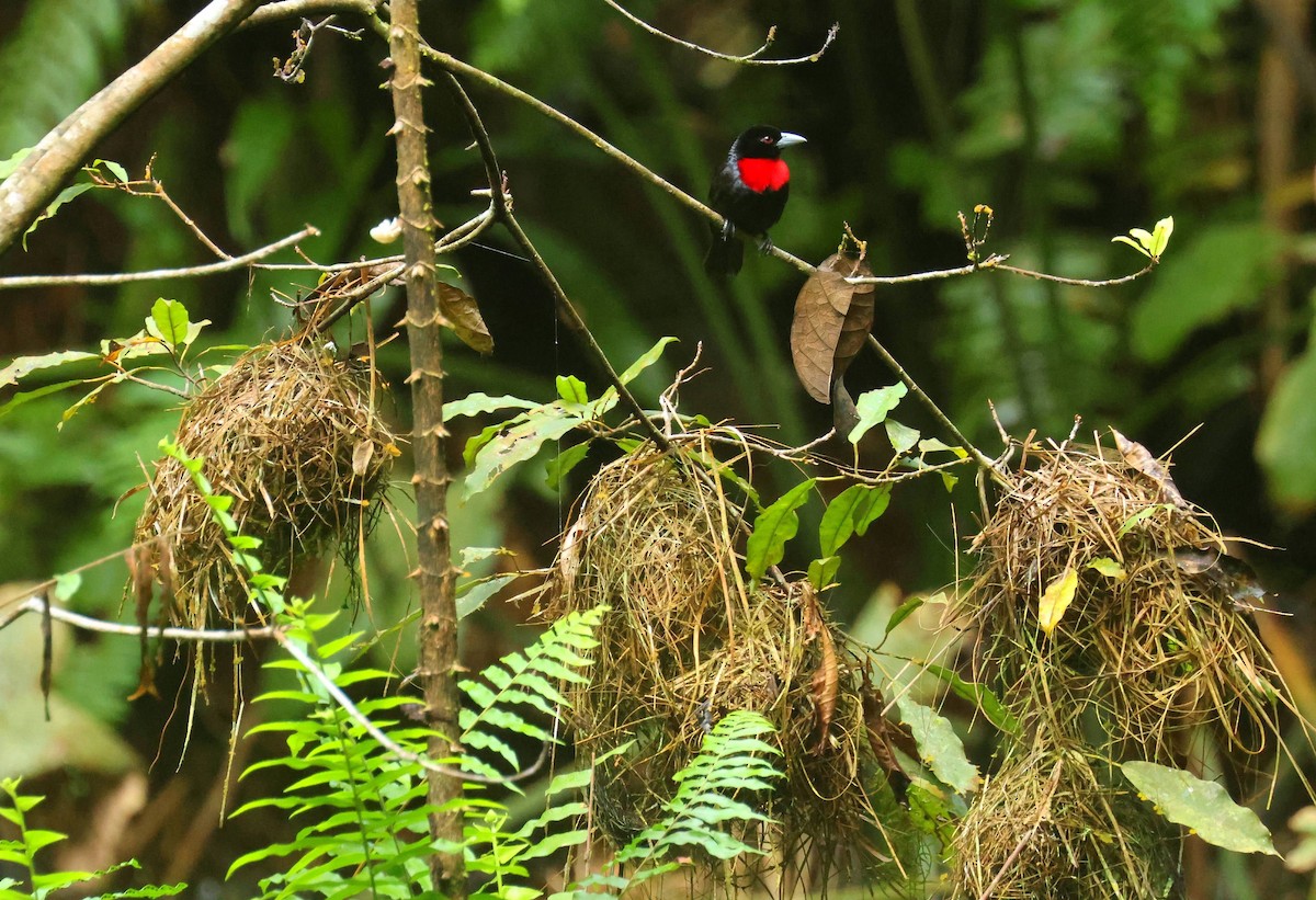 Malimbe à bec bleu - ML646679210