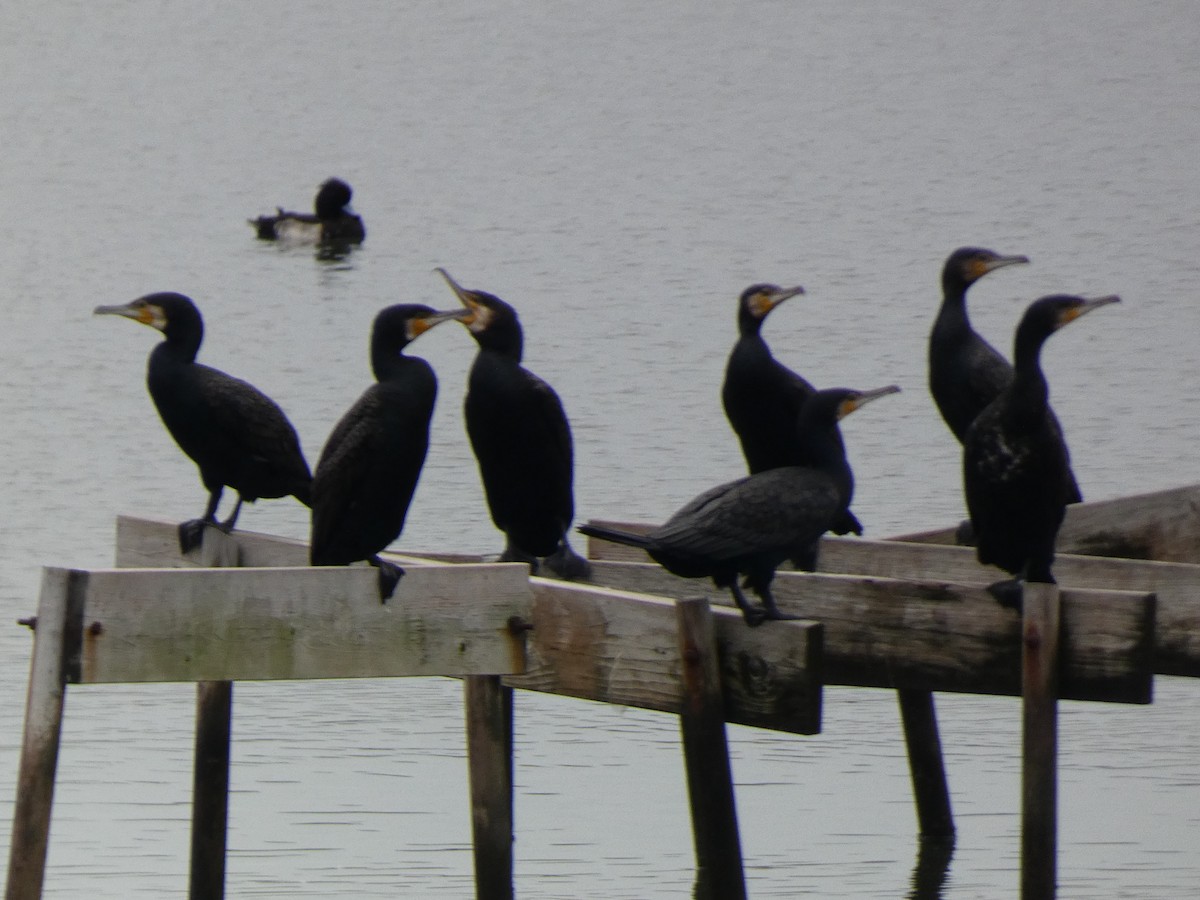 Grand Cormoran - ML646679212