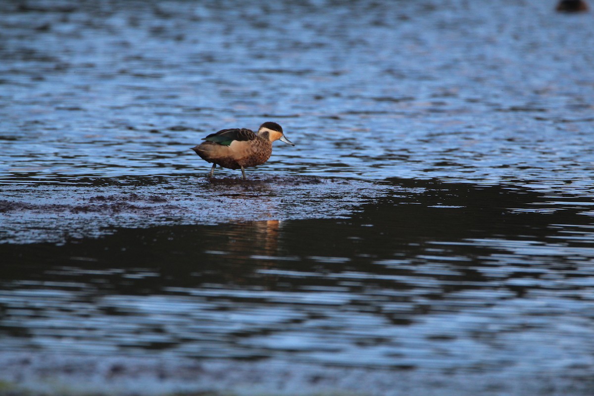 Sarcelle à bec bleu - ML646679213