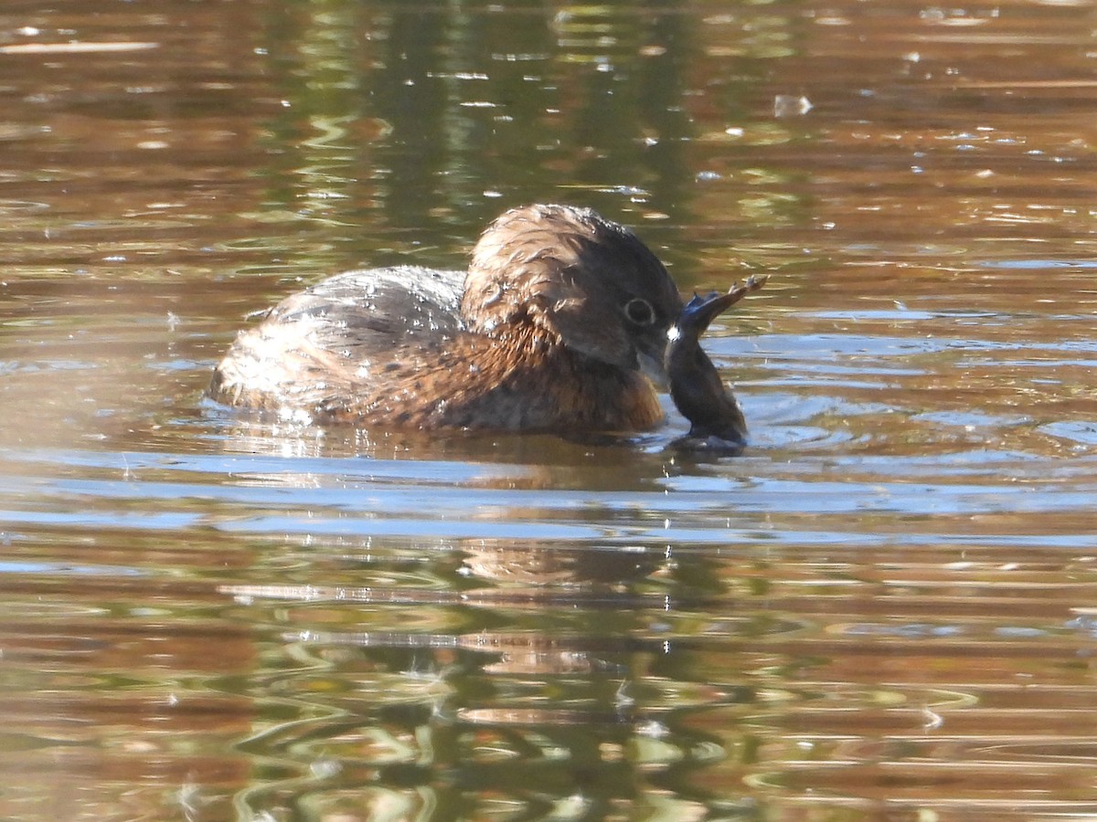 Grèbe à bec bigarré - ML646679215