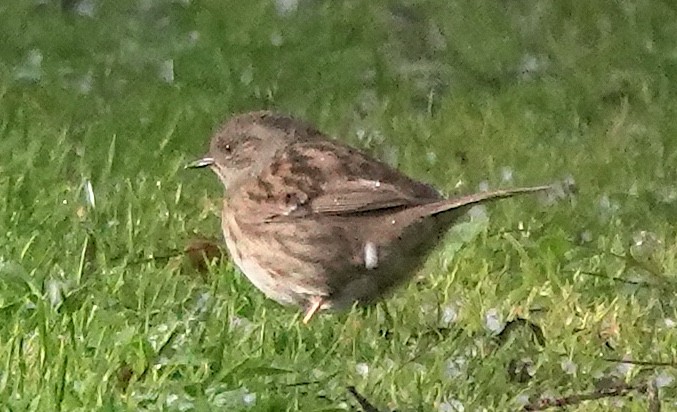 Accenteur mouchet - ML646679216