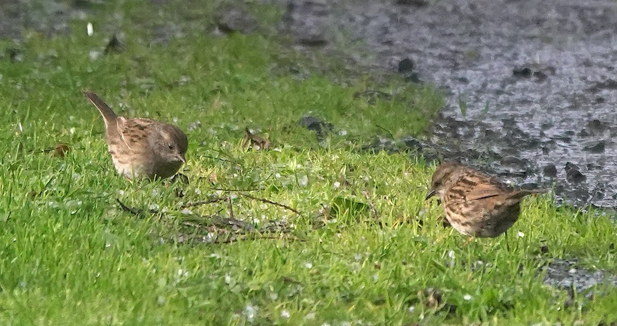 Accenteur mouchet - ML646679217