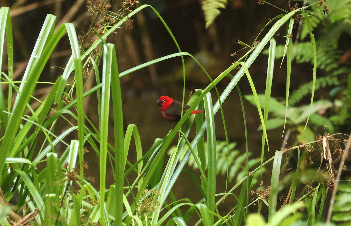 Pyréneste ponceau - ML646679218