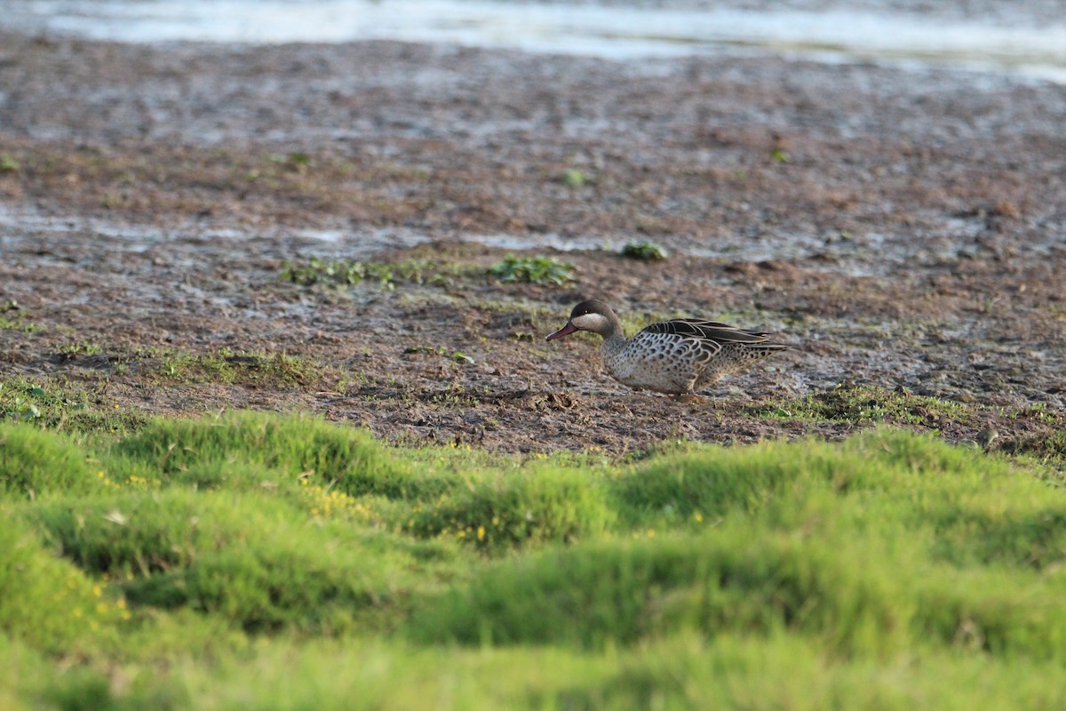 Canard à bec rouge - ML646679219