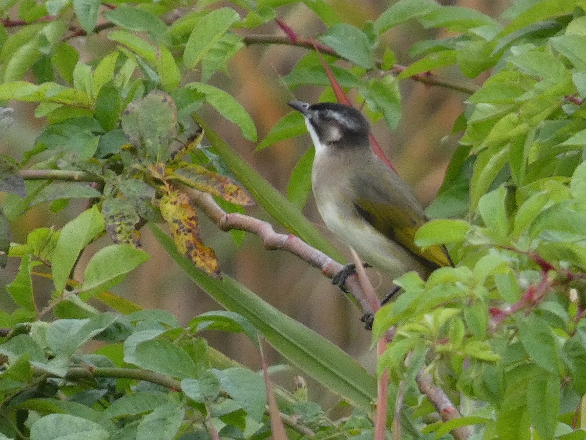 Bulbul de Chine - ML646679220