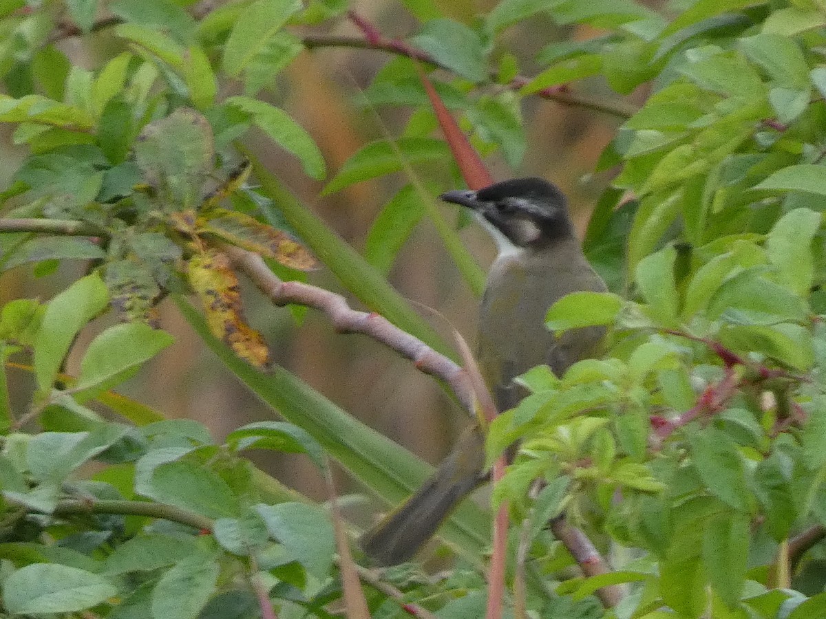 Bulbul de Chine - ML646679226