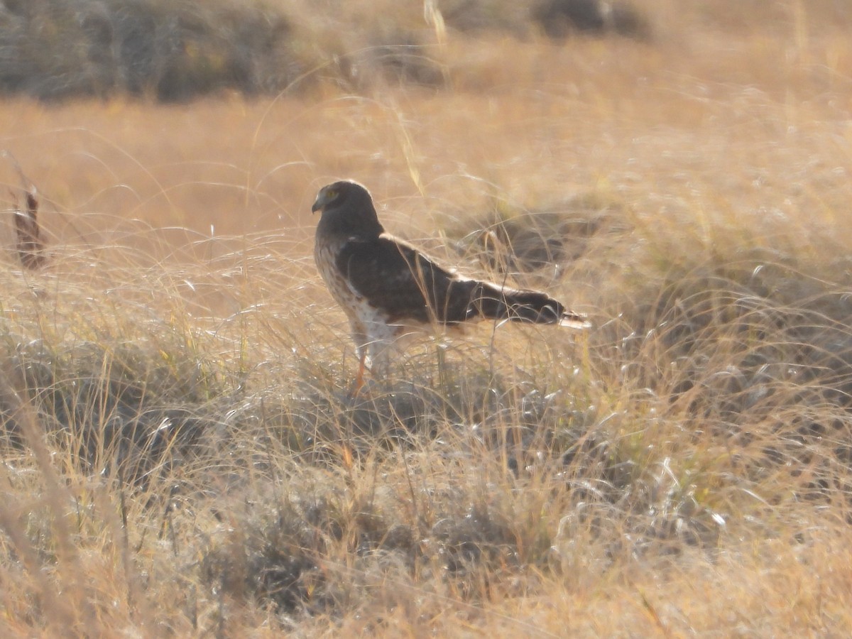 Busard des marais - ML646679227