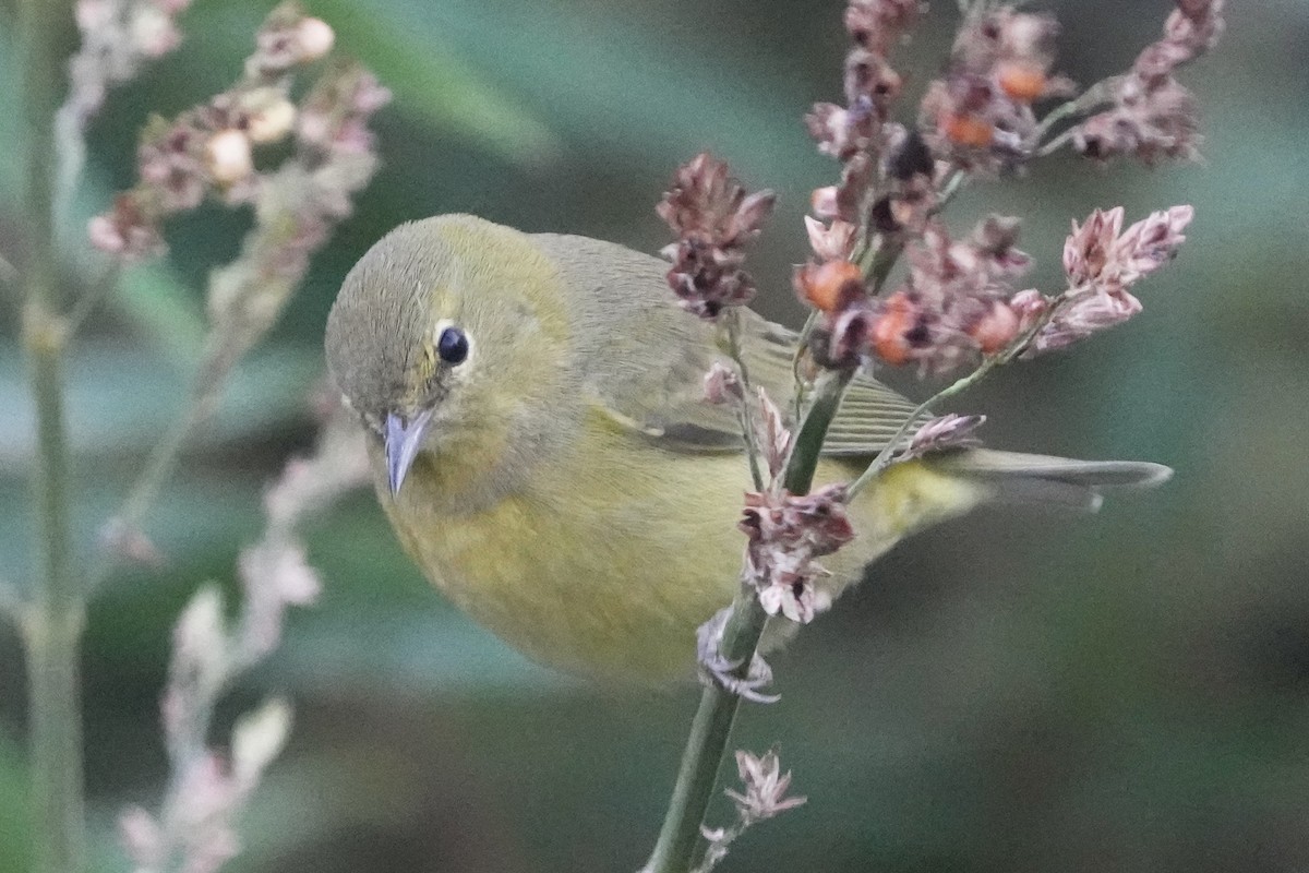 Reinita Coroninaranja - ML646679230