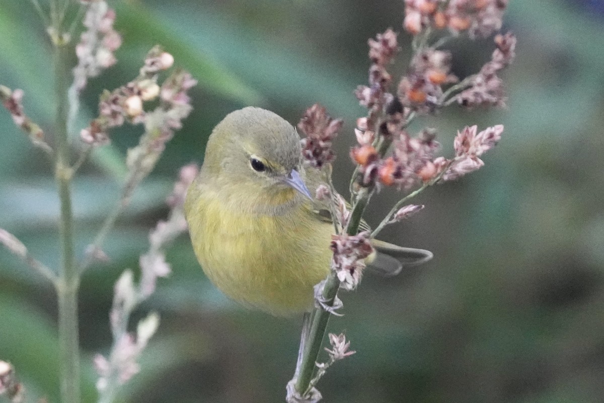 Reinita Coroninaranja - ML646679231