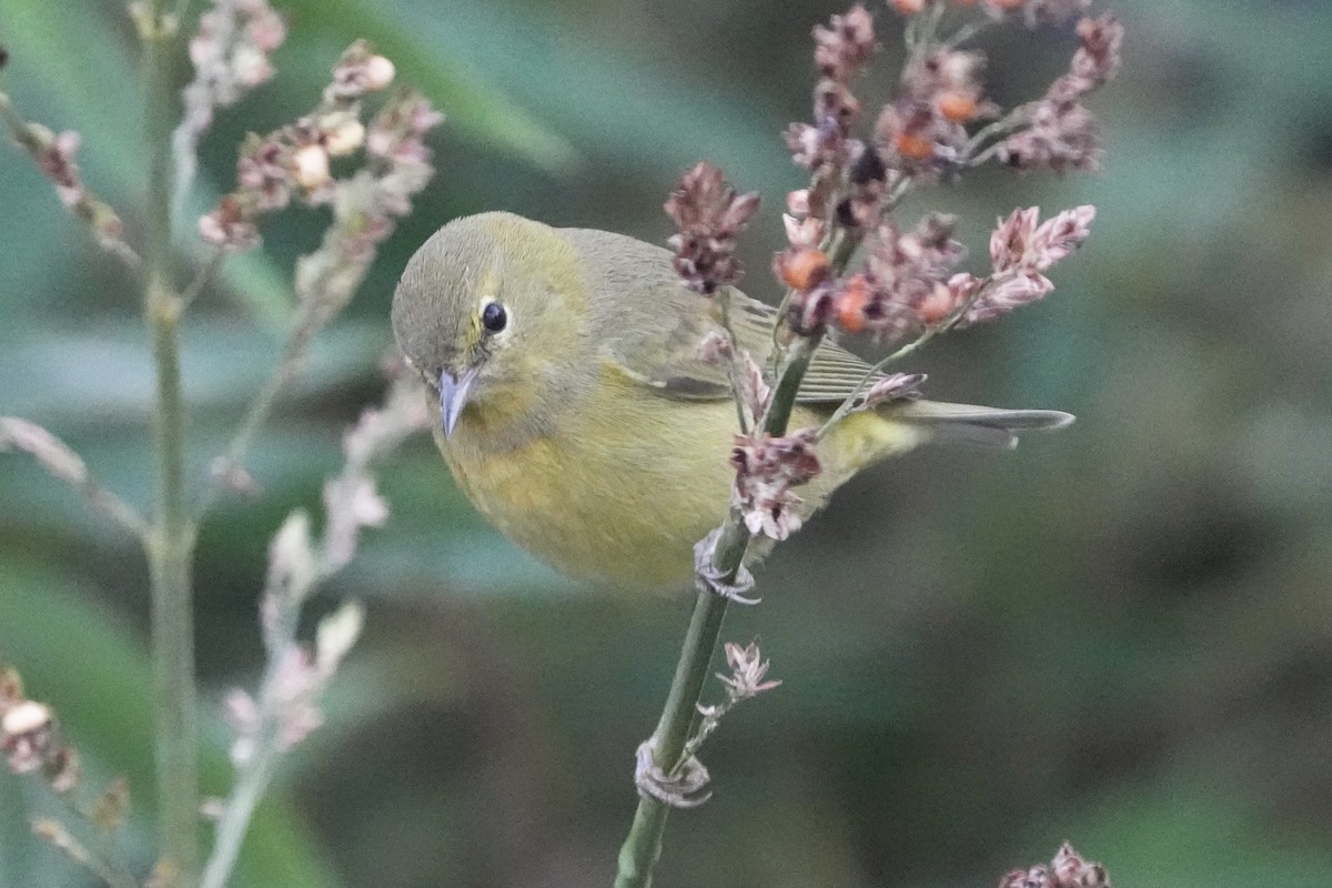 Reinita Coroninaranja - ML646679232