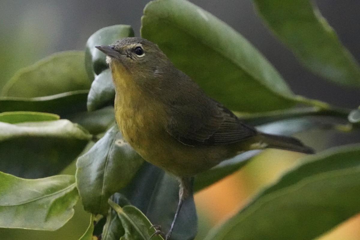 Reinita Coroninaranja - ML646679233