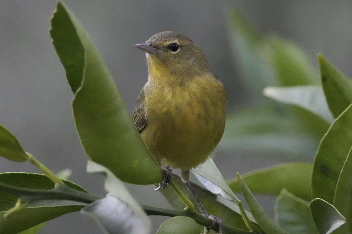 Reinita Coroninaranja - ML646679234