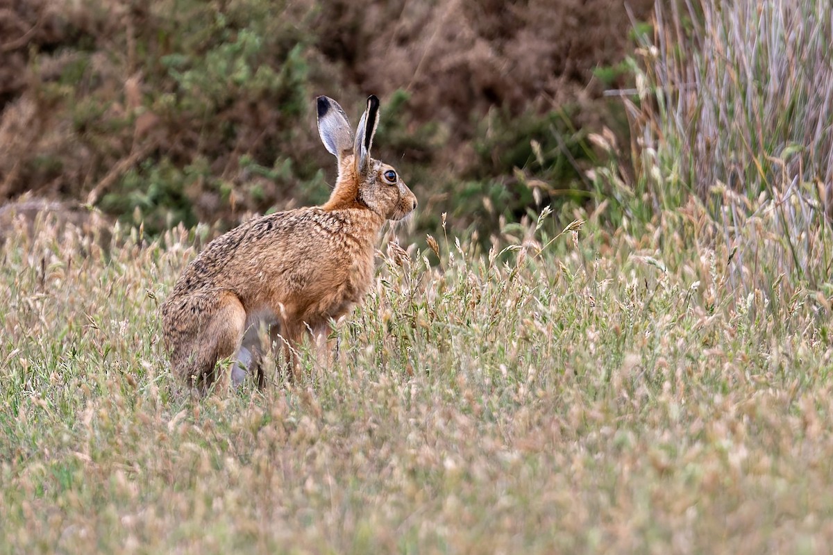Brown Hare - ML646679248