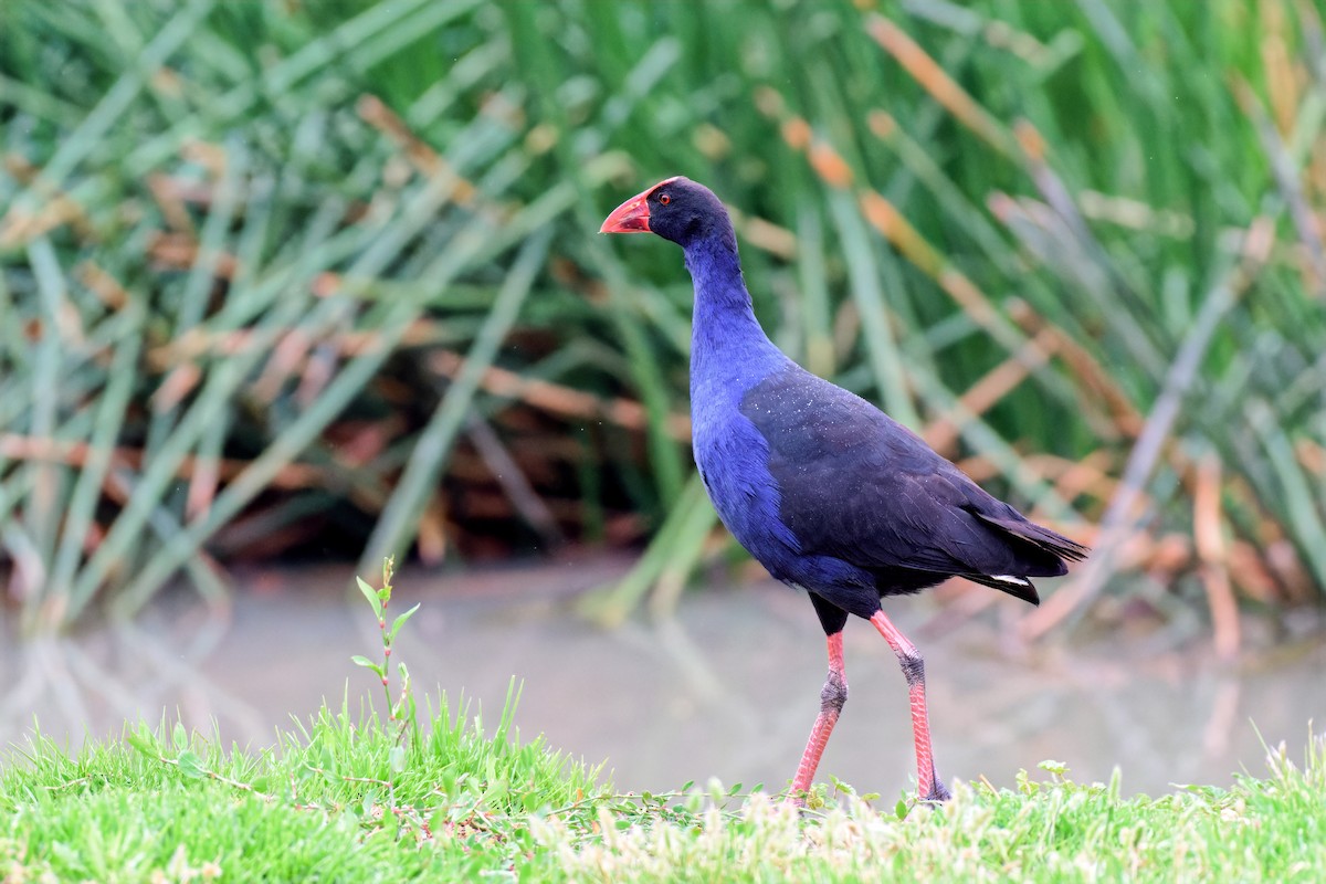 Australasian Swamphen - ML646679272