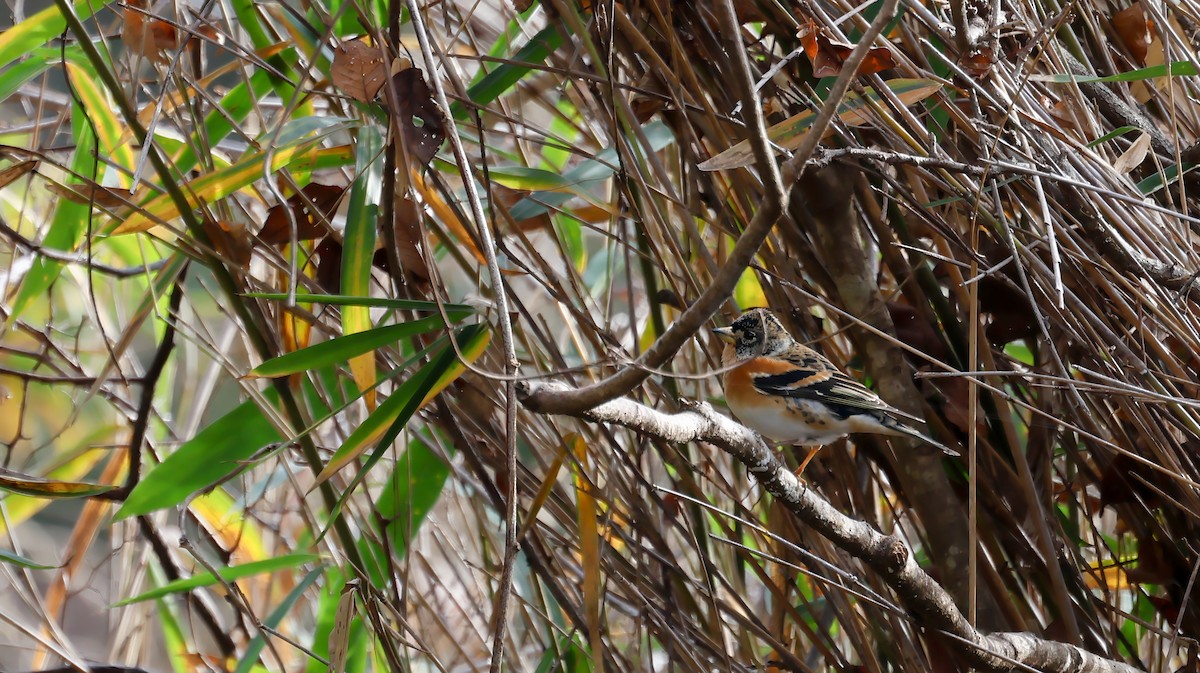 Brambling - ML646679280